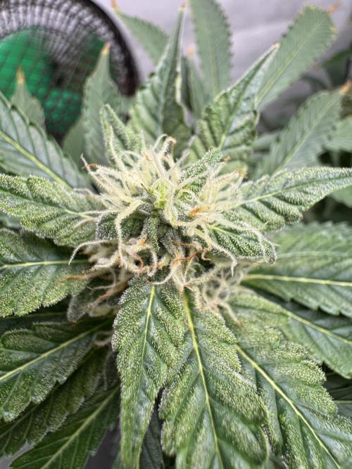 Tangerine Dream - Molly. Week 11