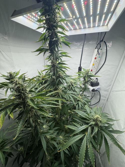 Tangerine Dream - Molly. Week 11