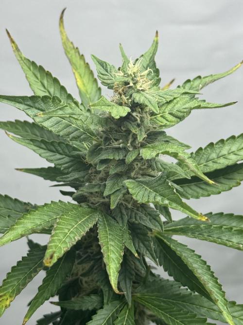 Tangerine Dream - Molly. Week 11