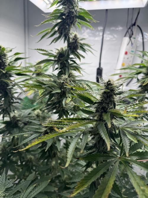 Tangerine Dream - Molly. Week 11