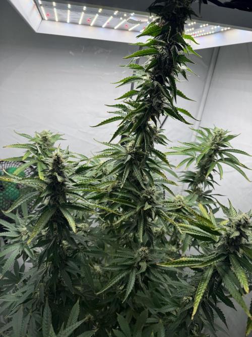 Tangerine Dream - Molly. Week 11