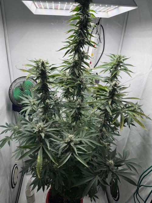 Tangerine Dream - Molly. Week 11