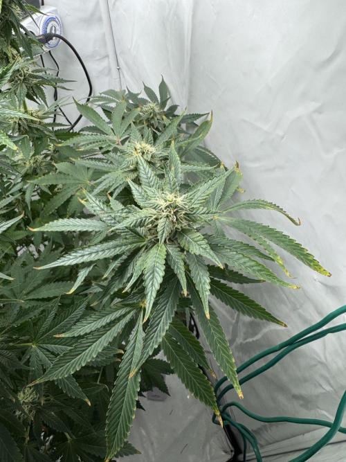 Tangerine Dream - Molly. Week 12