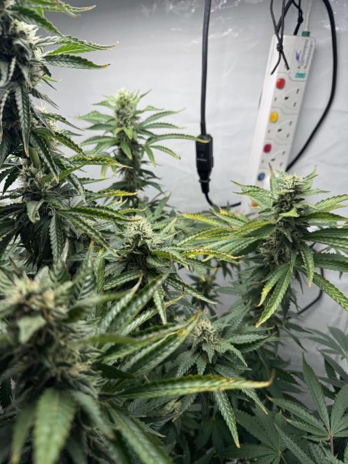 Tangerine Dream - Molly. Week 12