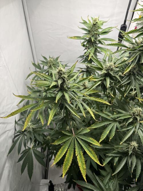 Tangerine Dream - Molly. Week 12