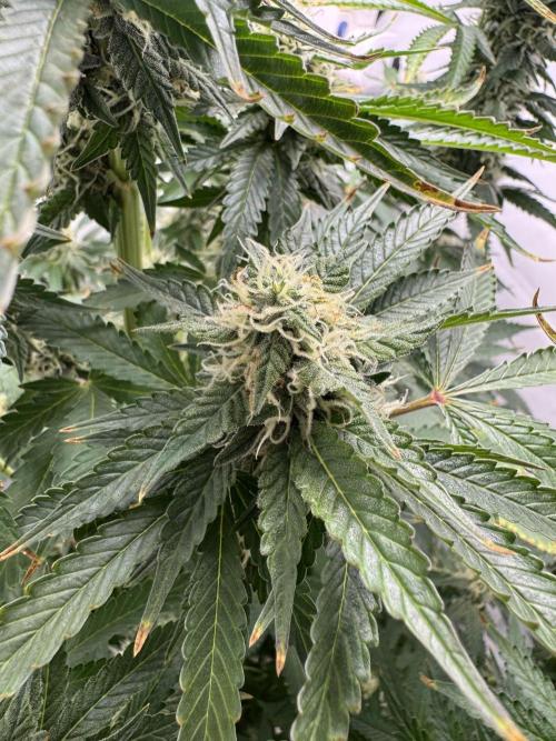 Tangerine Dream - Molly. Week 12