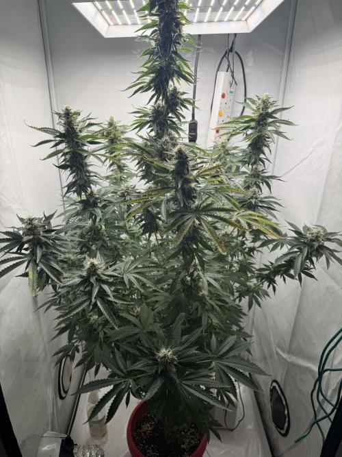 Tangerine Dream - Molly. Week 12
