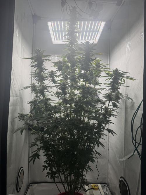 Tangerine Dream - Molly. Week 12