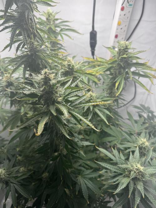 Tangerine Dream - Molly. Week 12