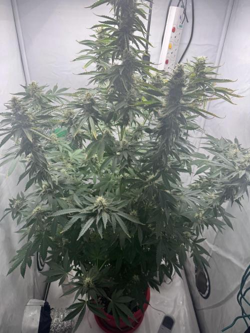 Tangerine Dream - Molly. Week 12