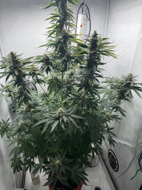 Tangerine Dream - Molly. Week 12