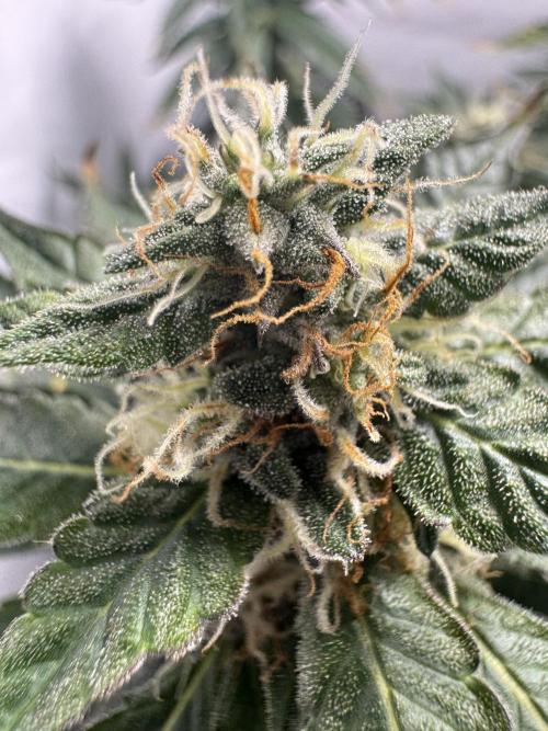 Tangerine Dream - Molly. Week 12