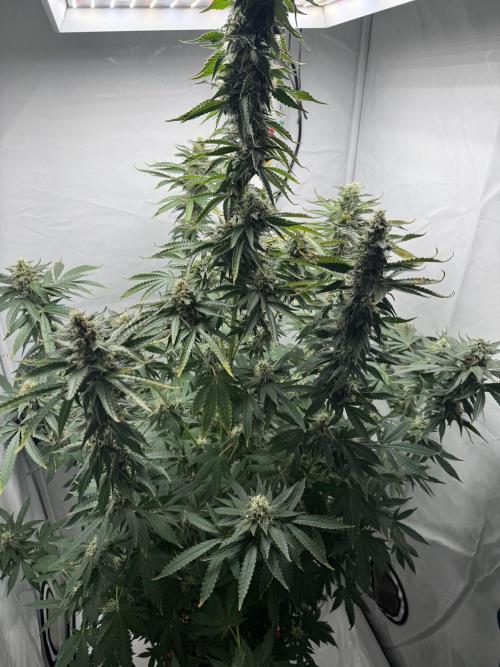 Tangerine Dream - Molly. Week 12