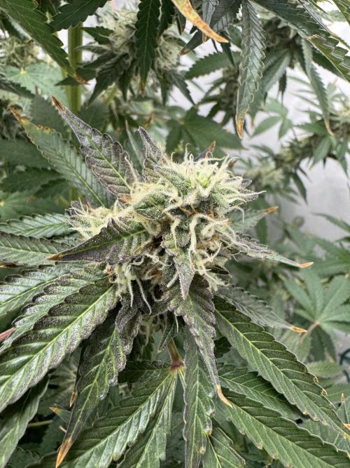 Tangerine Dream - Molly. Week 13