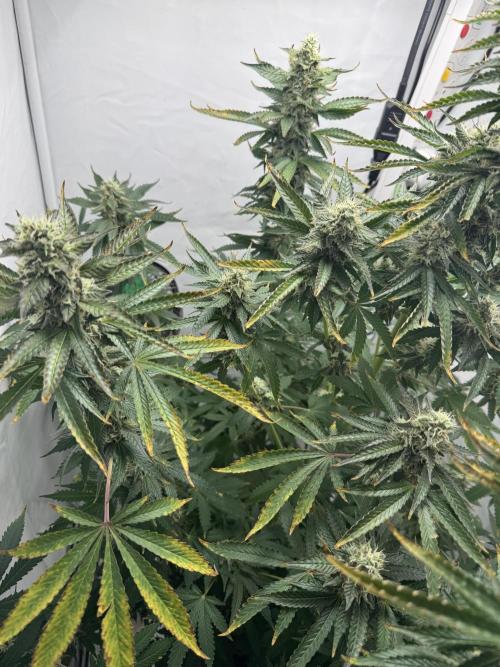 Tangerine Dream - Molly. Week 13