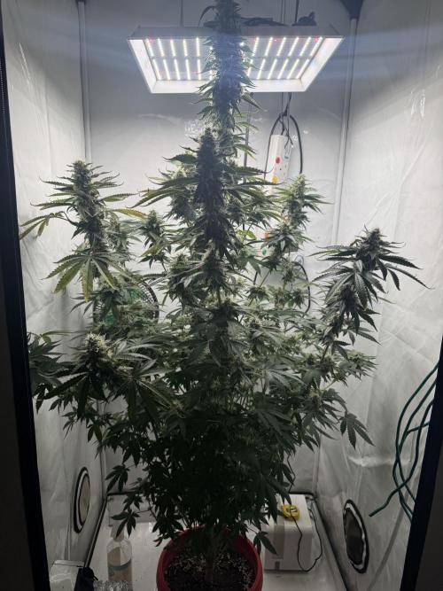 Tangerine Dream - Molly. Week 13
