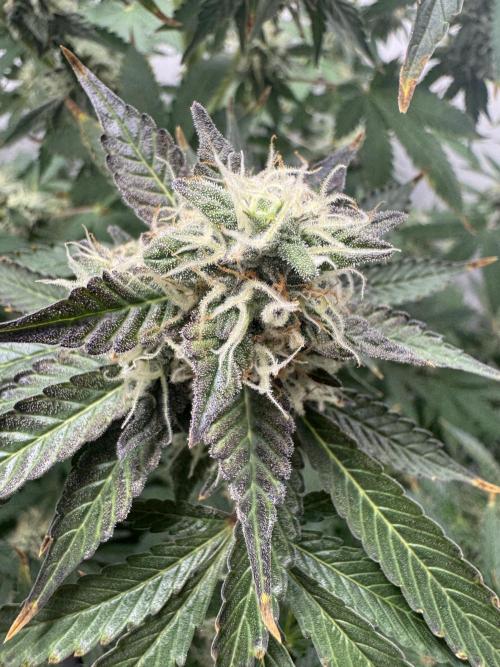 Tangerine Dream - Molly. Week 13