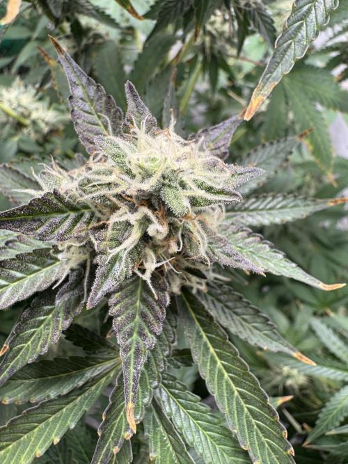 Tangerine Dream - Molly. Week 13