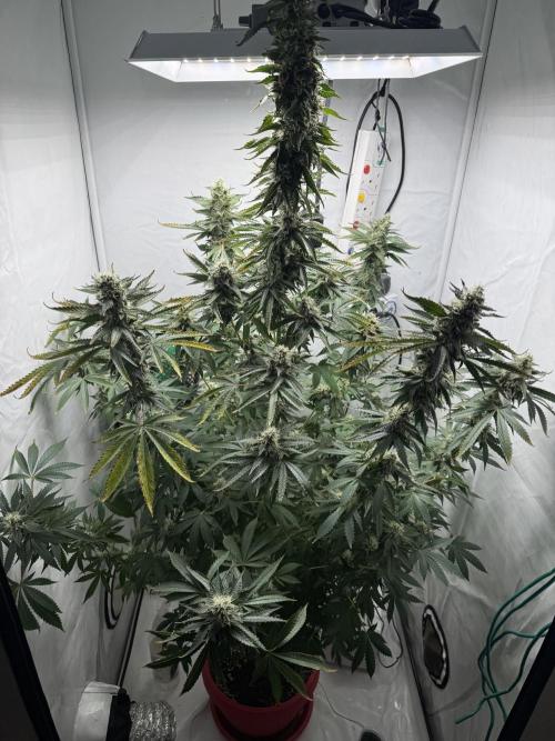 Tangerine Dream - Molly. Week 13