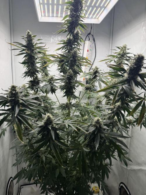 Tangerine Dream - Molly. Week 13