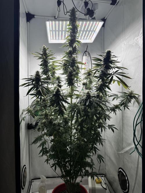 Tangerine Dream - Molly. Week 13