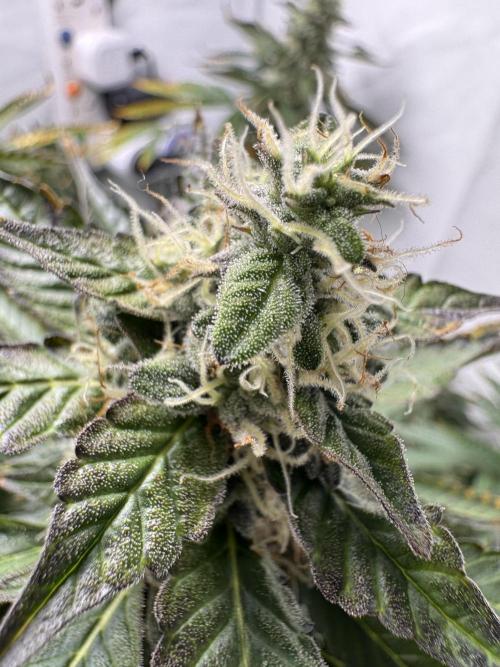 Tangerine Dream - Molly. Week 13