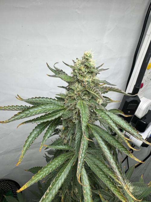 Tangerine Dream - Molly. Week 13