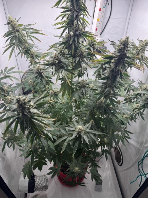 Tangerine Dream - Molly. Week 14