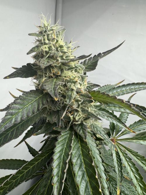 Tangerine Dream - Molly. Week 14