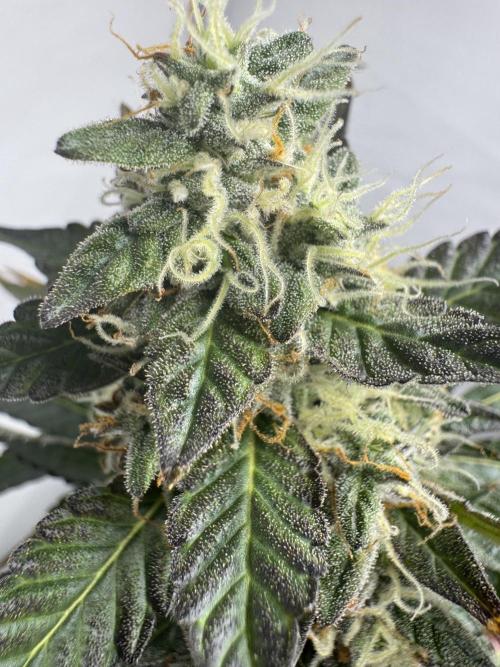 Tangerine Dream - Molly. Week 14