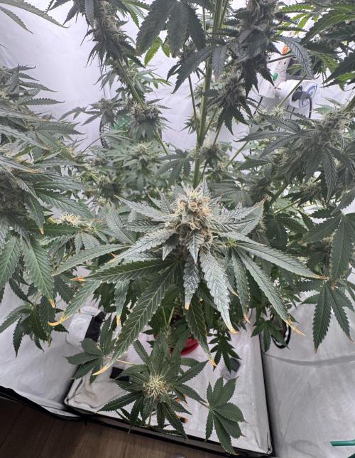 Tangerine Dream - Molly. Week 14