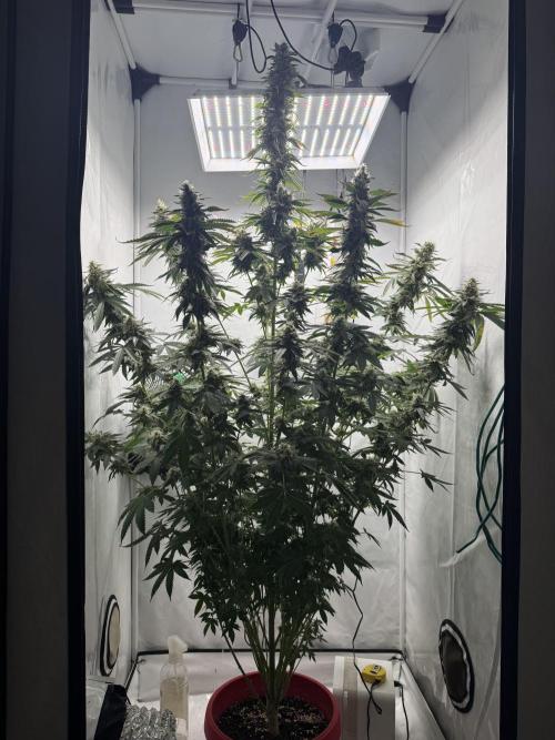 Tangerine Dream - Molly. Week 14