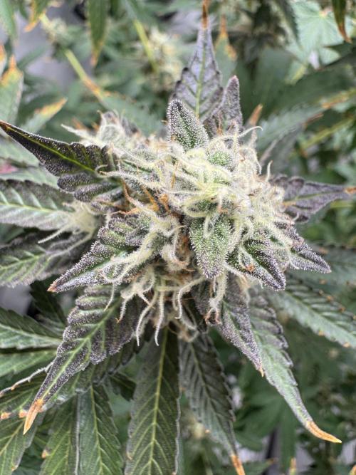 Tangerine Dream - Molly. Week 14