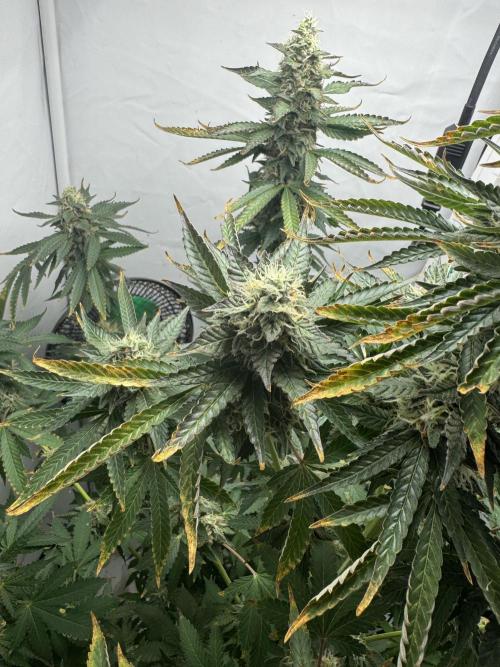 Tangerine Dream - Molly. Week 14