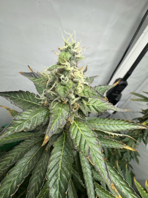 Tangerine Dream - Molly. Week 14