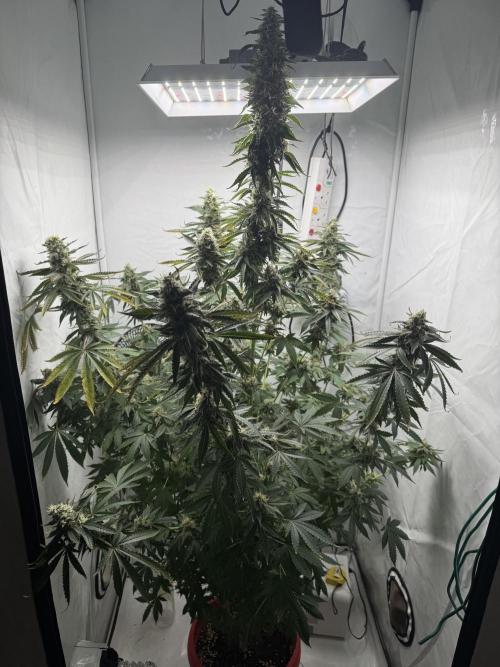 Tangerine Dream - Molly. Week 14