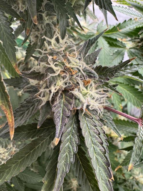 Tangerine Dream - Molly. Week 14