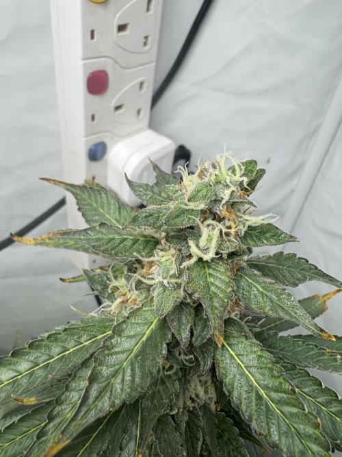 Tangerine Dream - Molly. Week 14