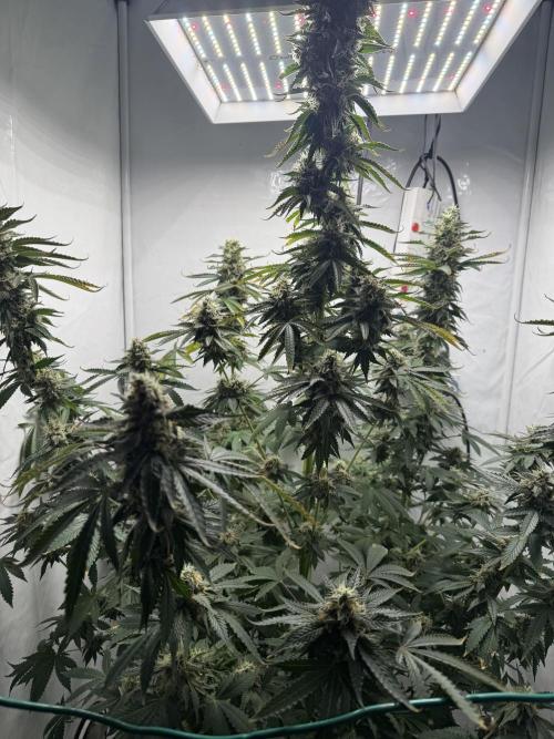 Tangerine Dream - Molly. Week 14