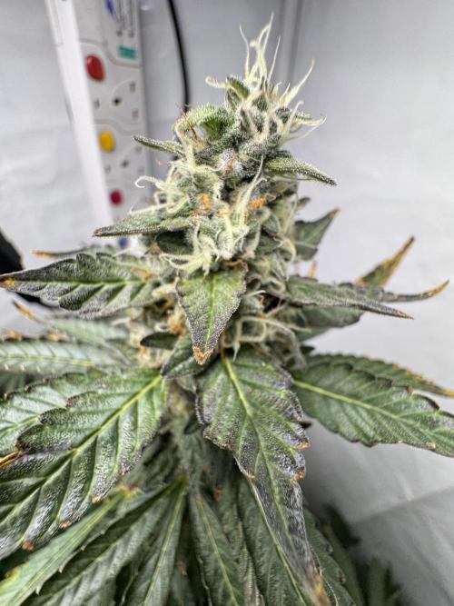 Tangerine Dream - Molly. Week 14