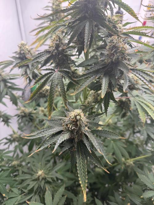 Tangerine Dream - Molly. Week 14