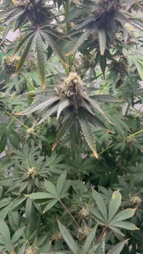 Tangerine Dream - Molly