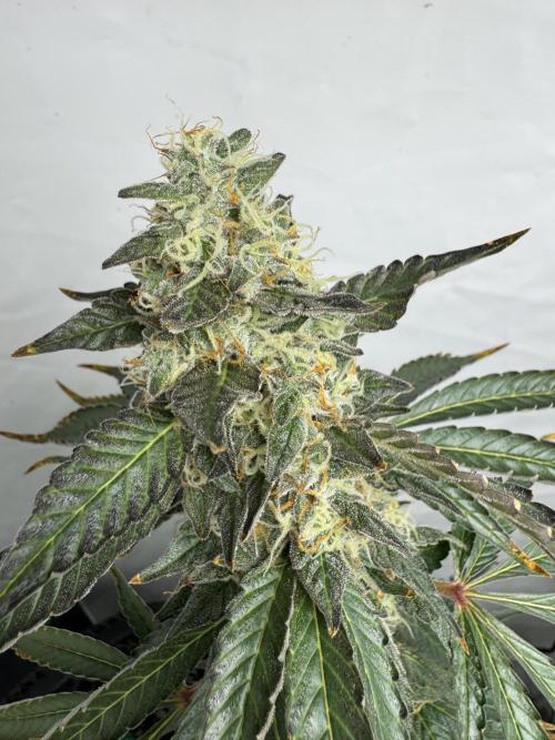 Tangerine Dream - Molly. Week 14