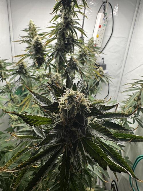 Tangerine Dream - Molly. Week 14