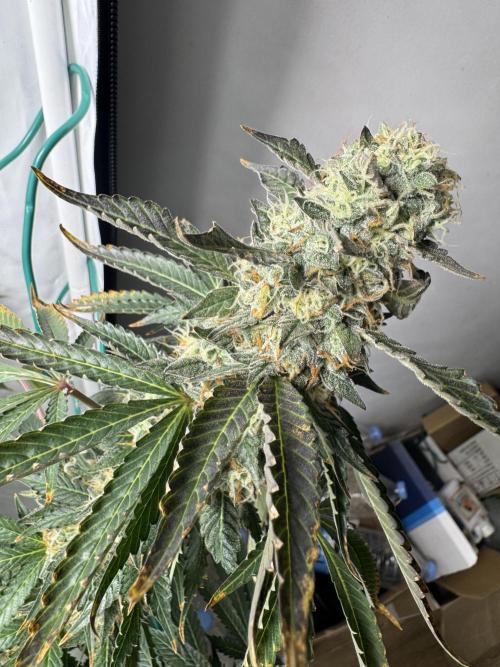 Tangerine Dream - Molly. Week 14