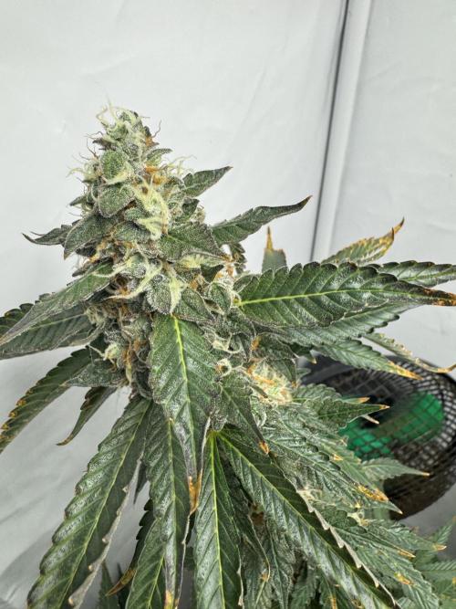 Tangerine Dream - Molly. Week 14