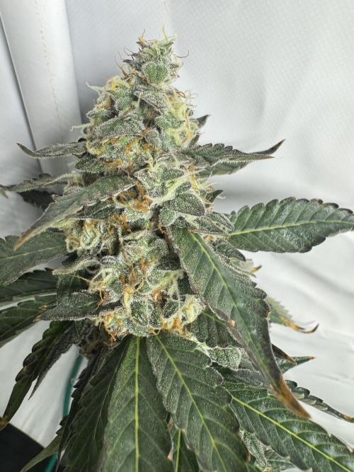 Tangerine Dream - Molly. Week 14