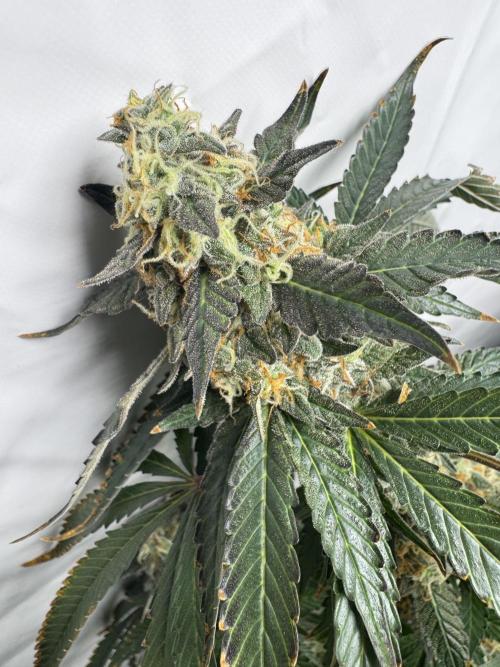 Tangerine Dream - Molly. Week 14