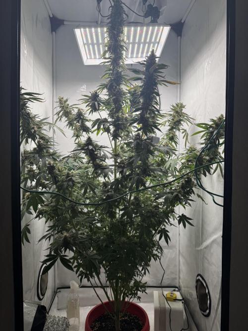 Tangerine Dream - Molly. Week 14