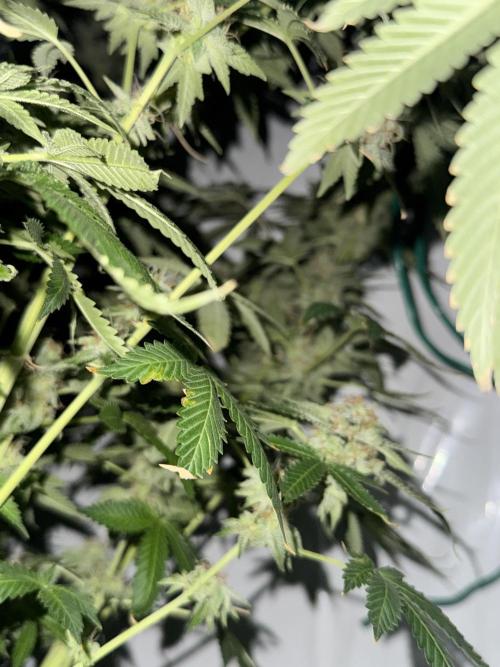 Tangerine Dream - Molly. Week 15